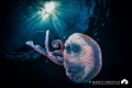 Jellyfish Jellyfish