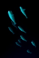 Flock of Bumpheads Flock of Bumpheads
