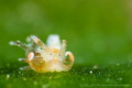 B A B Y
Nudibranch
Anilao Philippines. August 2014 B A B Y
Nudibranch
Anilao Philippines. August 2014