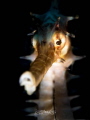 G H O S T L Y
Thorny Seahorse
Hippocampus histrix G H O S T L Y
Thorny Seahorse
Hippocampus histrix
