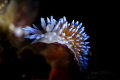 Y
Note the Y split at the top of one of the cerata of this nudibranch.
Over the years I have spotted three different nudibranch different species as well which had similar splits on their rhinophores. Y
Note the Y split at the top of one of the cerata of this nudibranch.
Over the years I have spotted three different nudibranch different species as well which had similar splits on their rhinophores.