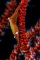 Tozeuma sp. Tozeuma sp.