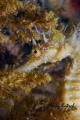 Seahorse in the Adriatic Sea Seahorse in the Adriatic Sea
