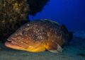 The guard Large grouper The guard Large grouper