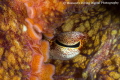 Peek a boo A close up of a Ruby Red Octopus as it uses its arms to cover up. An amazing cephalopod full of texture and color. Peek a boo A close up of a Ruby Red Octopus as it uses its arms to cover up. An amazing cephalopod full of texture and color.