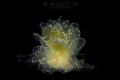 C Y E R C E
Nudibranch Cyerce elegans
Anilao Philippines. June 2015 C Y E R C E
Nudibranch Cyerce elegans
Anilao Philippines. June 2015