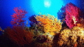 deep forest deep forest