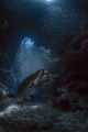 First to the Scene
The Silversides have been sporadic so far this year but it never fails Tarpon are the first to know about it. First to the Scene
The Silversides have been sporadic so far this year but it never fails Tarpon are the first to know about it.