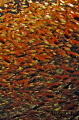 Fish swarm inside a wreck in egypt Fish swarm inside a wreck in egypt