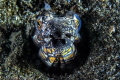 Napoleon snake eel Lembeh Napoleon snake eel Lembeh