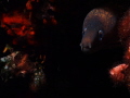 Small moray Small moray