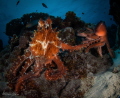 Octoporn. I would have preferred a different category for this image but these mating Octopus blend into the reef and rock so well that the image is too busy. I used brushes to try and obliterate the rocks and release the Octopus from them.. Octoporn. I would have preferred a different category for this image but these mating Octopus blend into the reef and rock so well that the image is too busy. I used brushes to try and obliterate the rocks and release the Octopus from them..