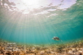 Turtle In The Sunlight
A turtle glides over the reef under beautiful rays of light.
Spotts Beach Grand Cayman Turtle In The Sunlight
A turtle glides over the reef under beautiful rays of light.
Spotts Beach Grand Cayman