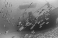 Storm the Ship
Horse eyed Jacks crusiing past the Kittiwake. Storm the Ship
Horse eyed Jacks crusiing past the Kittiwake.