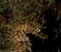 Seahorse Seahorse