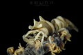 C O M M O N
Commensal Whip Shrimp on Whip Coral
Tulamben Indonesia. April 2016 C O M M O N
Commensal Whip Shrimp on Whip Coral
Tulamben Indonesia. April 2016