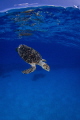 Back to Work
After a small breath up on the surface this Hawksbill is ready to dive. Back to Work
After a small breath up on the surface this Hawksbill is ready to dive.
