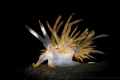 S P I K E
Nudibranch Sakuraeolis nungunoides
Tulamben Indonesia. April 2016 S P I K E
Nudibranch Sakuraeolis nungunoides
Tulamben Indonesia. April 2016