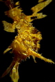 sargassumfish at the surface - dauin, philippines