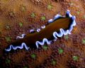 Frilly flatworm found at Secret Spot - 30km East of Dili. Taken with an Olympus C5050 and internal flash.