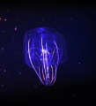 A beautiful ctenophora (comb jelly), on a black water night dive in Palau