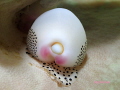Beautiful Black Spotted Egg Cowrie, Lembeh Indonesia