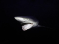 Oceanic Blacktip, taken at Aliwal shoal. Extreme close-up, coming from the darkness!