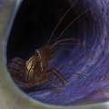 Peppermint Shrimp in a purple tube sponge