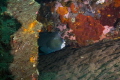 Bumphead Parrotfish Hiding