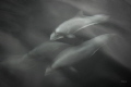 Chilen Dolphin