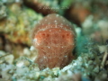 Baby Broadclub cuttlefish