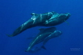 running with the crowd - pilot whales of Teneriffa
