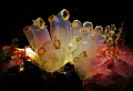 Tunicate Cluster.
