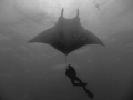 Close encounter with a giant pacific Manta Ray, taken at the Socorro Islands, Mexico.