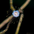 We were in a photo class in the midst of a tropical depression and unable to dive the Bloody Bay Wall in Little Cayman - so we shot macro on the south side.  Was lucky neough to find this solitary hydroid on the end of a coral!