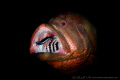 C L E A N I N G
Grouper fish (Epinephelinae)
Tulamben, Indonesia. September 2016