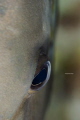 Grey Angel fish eye in the mexican caribbean.
