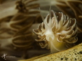 Mimic nudibranch