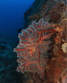 Wreck of the henry benaud off bokissa island