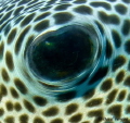 Pufferfish eye