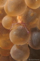 tiny shrimp in anemone