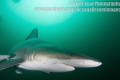 Close encounter with an Oceanic Blacktip Shark at Aliwal Shoal, South Africa