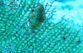 The photo, taken with a Canon G15 and Fantasea strobe, is a flamingo tongue snail attached to a sea fan. The picture was taken off Grand Turk at a depth of 10m.