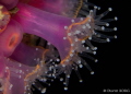 Jewel-anemone  - Corynactis viridis