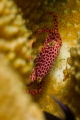 Crab hiding between corals