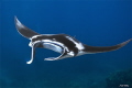 Manta ray, sighted off Bali in November 2016