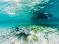 A stingray is bathed in sun beams under the boat at the Stingray Sandbar in Grand Cayman.