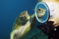Mirror Mirror. Taken with a Nikon D300 in a Sea and Sea housing with a Sigma 10-20mm lens. Fortunate enough to get the Turtles reflection in the mask as the Turtle swam around the diver on the Great Barrier Reef.