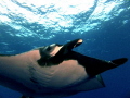 Giant pacific manta came in for a close up. Taken at Socorro Islands.