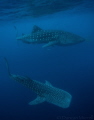 It's not that often that you see more than one whale shark in close proximity in Honda Bay, Palawan, and when you do you have to react very quickly to get them in the same frame. I was pleased to get two aspects of whale sharks in this photo.